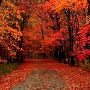 autumn