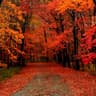 autumn