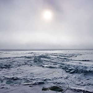 arctic