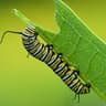 caterpillar