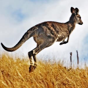 hop