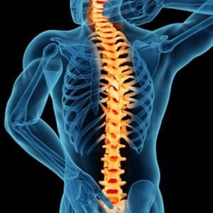 spine