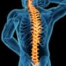 spine