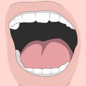 palate