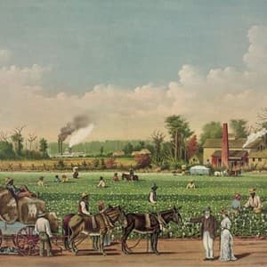 plantation