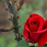 thorn