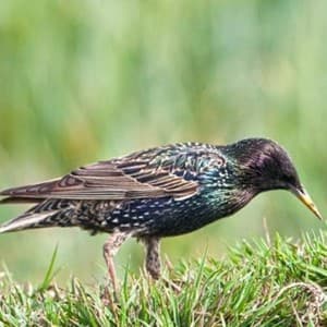 beak