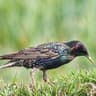 beak