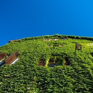 ivy