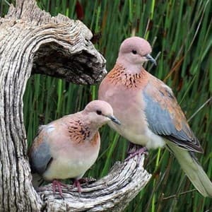 roost