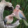 roost