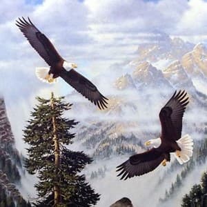 soar