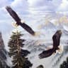 soar