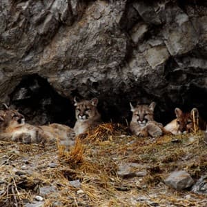 den