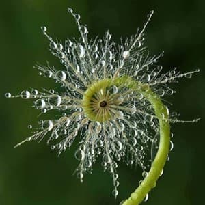 dew