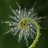 dew