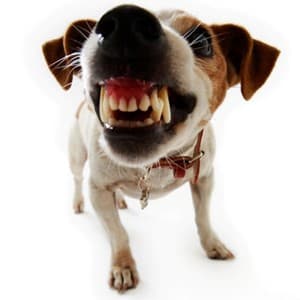 growl