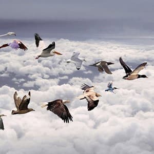 migrate
