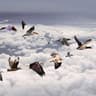 migrate