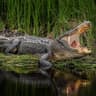 swamp