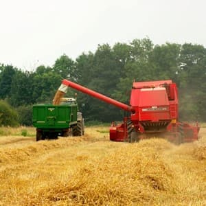 barley