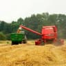 barley