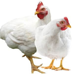 poultry