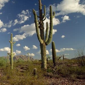 arid