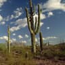 arid