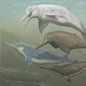 aquatic