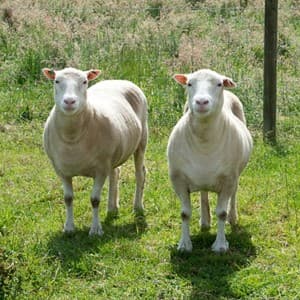clone