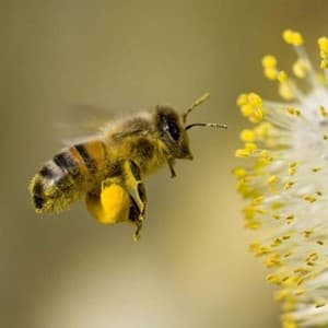 nectar