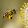 nectar