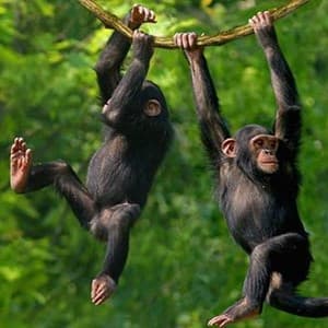 primate