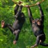 primate