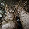 twig