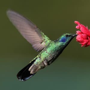 flap