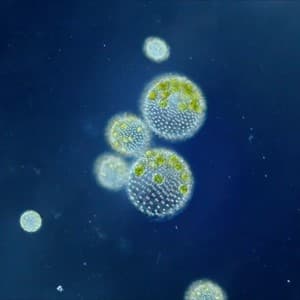biological