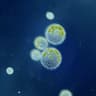 biological