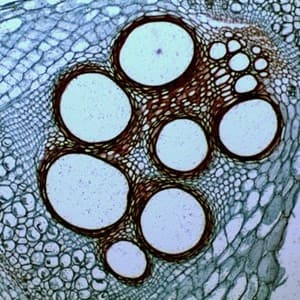 cellular