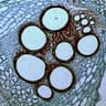 cellular