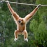 orangutan