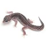 reptile