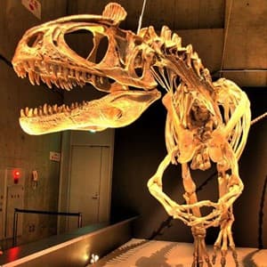 fossil