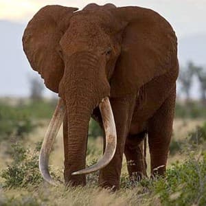 tusk