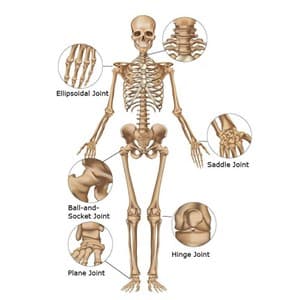 skeletal