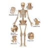 skeletal