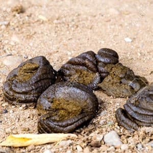 dung