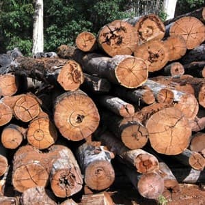 timber