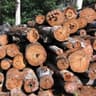 timber